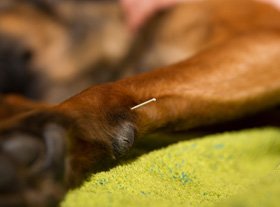 Akupunktur in der Praxis für Tierphysiotherpie