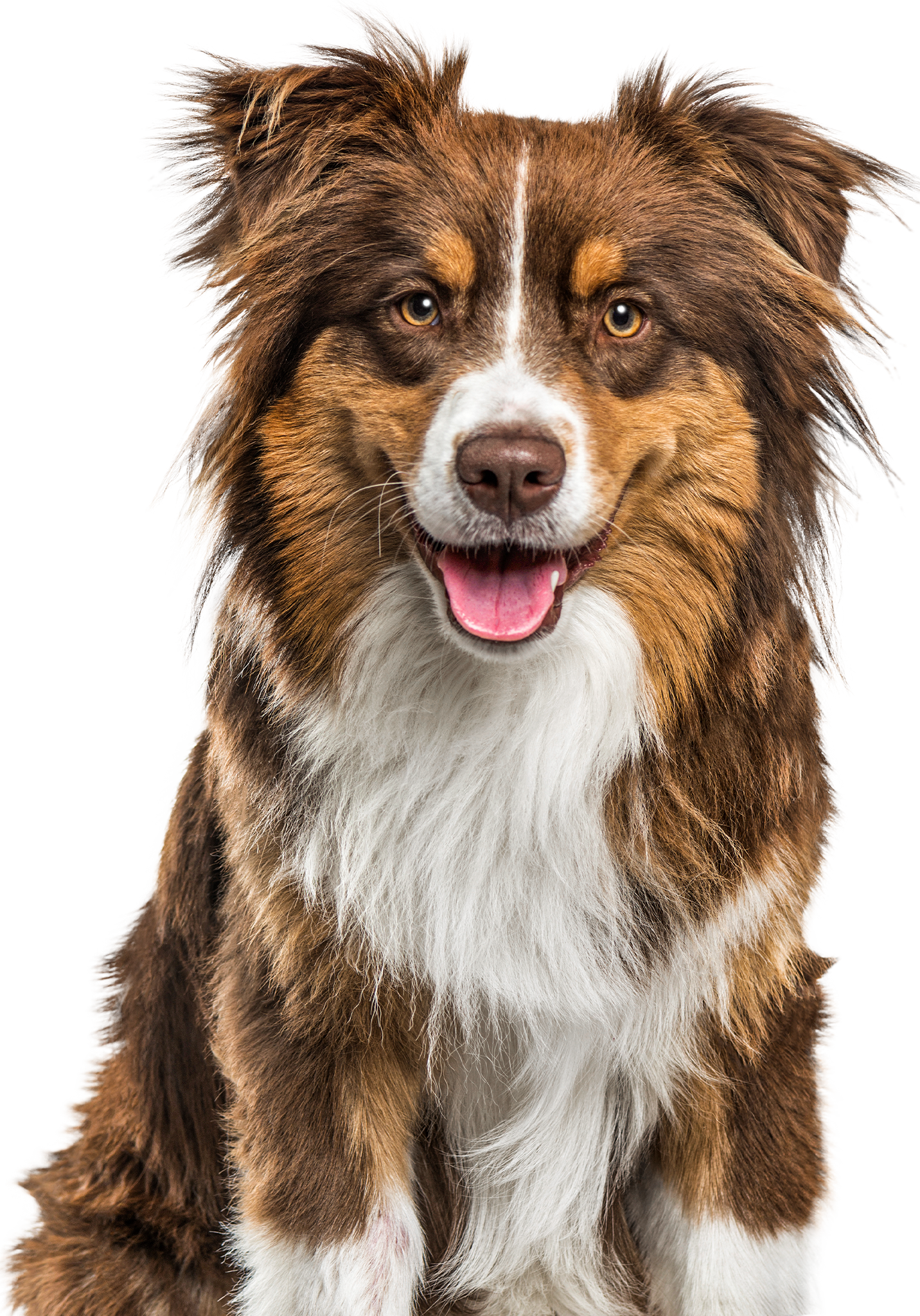 Glücklicher Hund