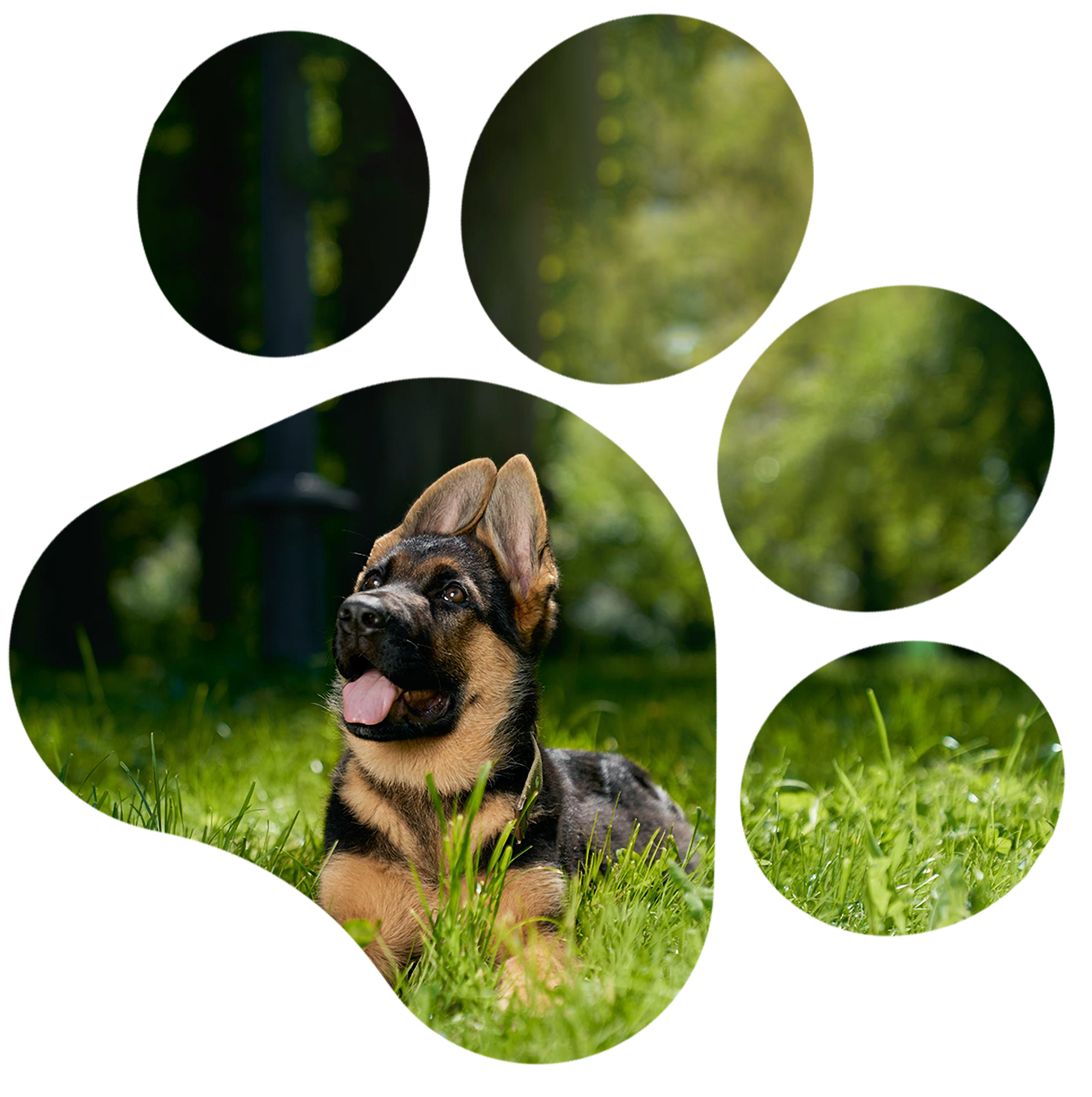 Hund in Pfote