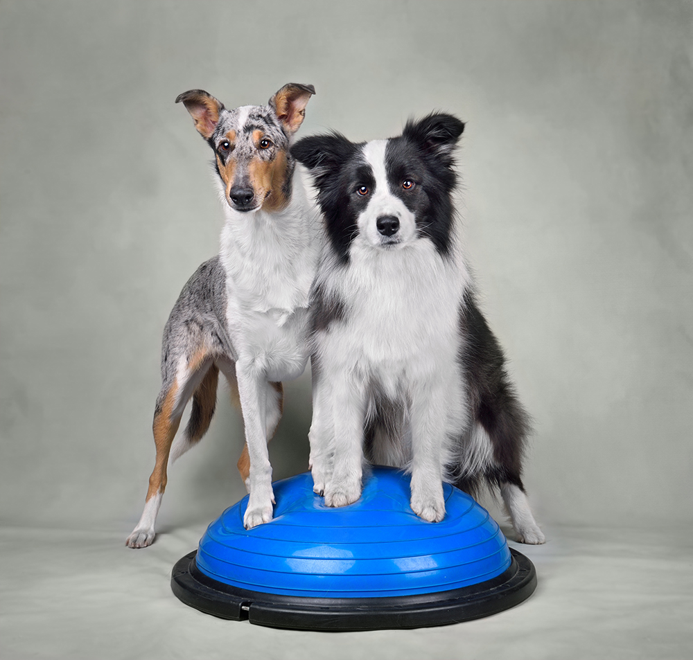 Hunde in der Praxis