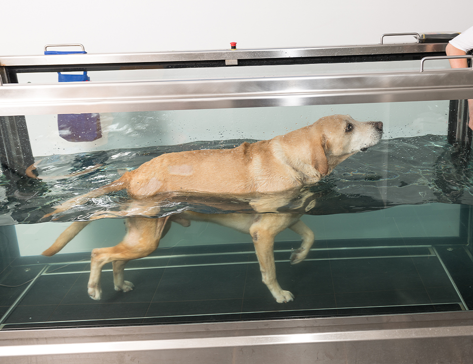 Hydrotherapie